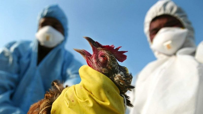 Більше 108 тисяч курей знищили через пташинний грип на Вінниччині