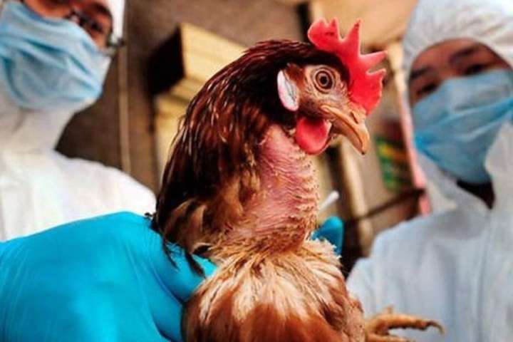 ЄС призупинив ввезення птиці з України через пташинний грип на Вінниччині