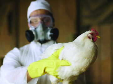 Молдова заборонила експорт курятини та яєць з України через пташинний грип на Вінниччині