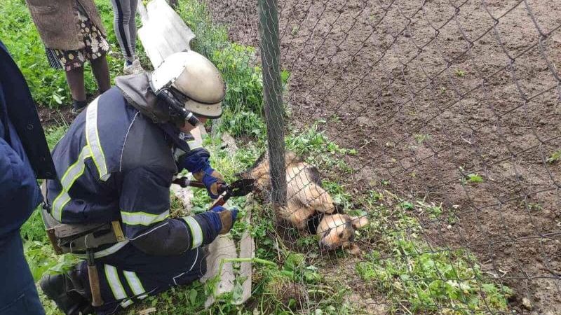 На Віннниччині рятувальники визволили пса з пастки