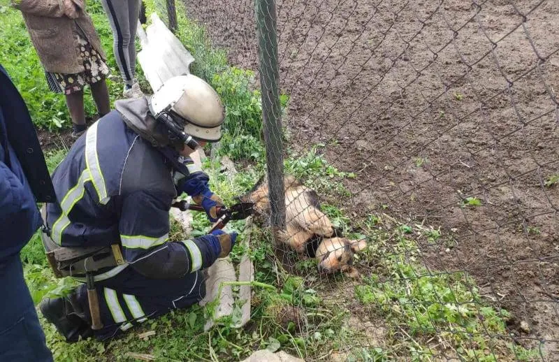 На Віннниччині рятувальники визволили пса з пастки