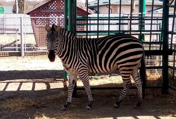 У Вінниці Подільський зоопарк почне працювати з 16 травня
