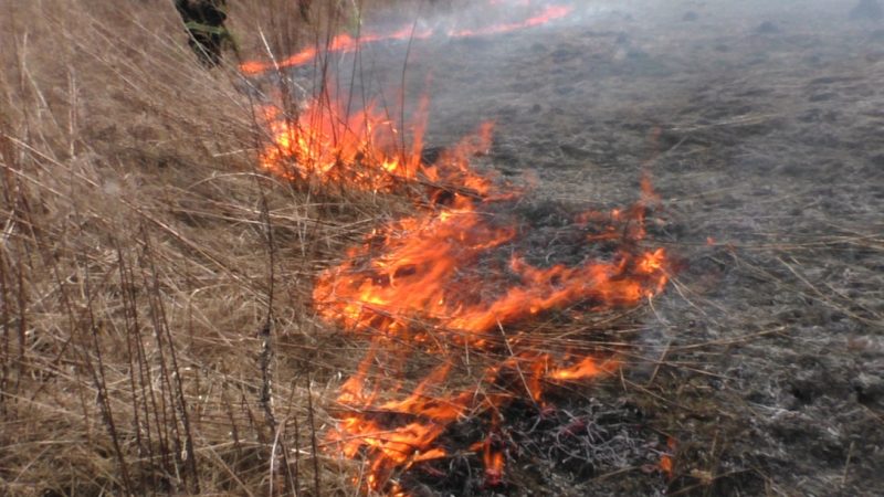 За минулу добу на Вінниччині вигоріло 15 га землі