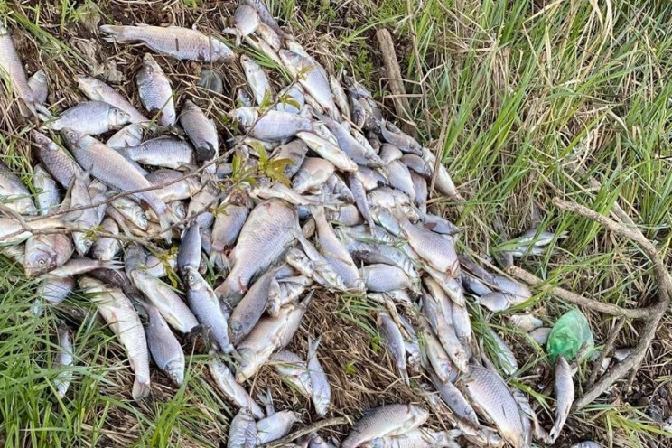 На Вінниччині зафіксували масову загибель риби