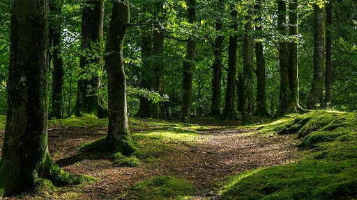 На Вінниччині судитимуть посадовця, який допустив незаконну вирубку лісу