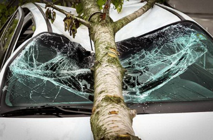 На Вінниччині дерево впало на автівку