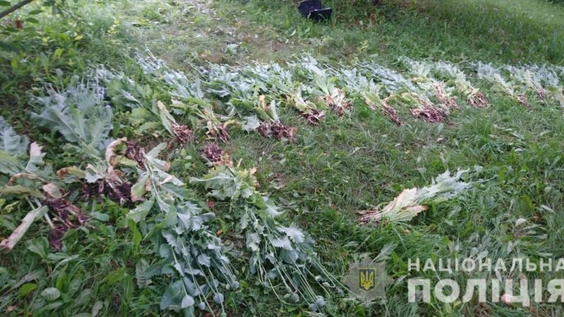 На Вінниччині виявили посіви наркотичних рослин