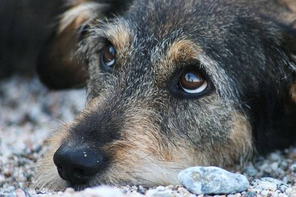 Вінничанину загрожує до 8 років тюрми за вбивство собаки