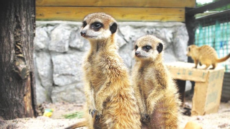У Подільському зоопарку для теплолюбних тварин триває опалювальний сезон