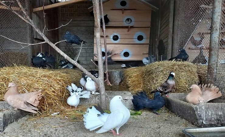 Вінницький зоопарк придбав рідкісні породи голубів