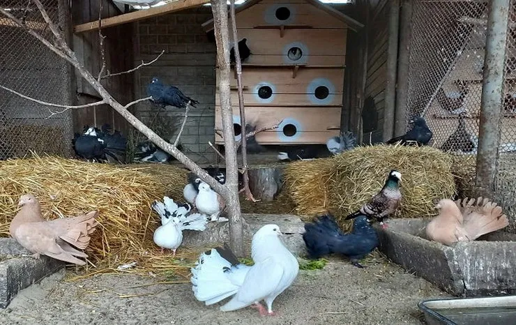 Вінницький зоопарк придбав рідкісні породи голубів