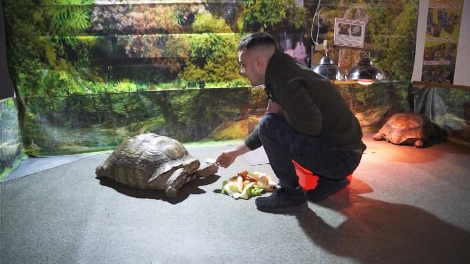 До 23 січня у «Plaza Park» можна відвідати виставку «Світ черепах»