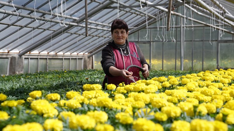 У Вінниці готують для висадки квіти, вирощені взимку в теплицях «Зеленбуду»  Про це повідомляє ВМР