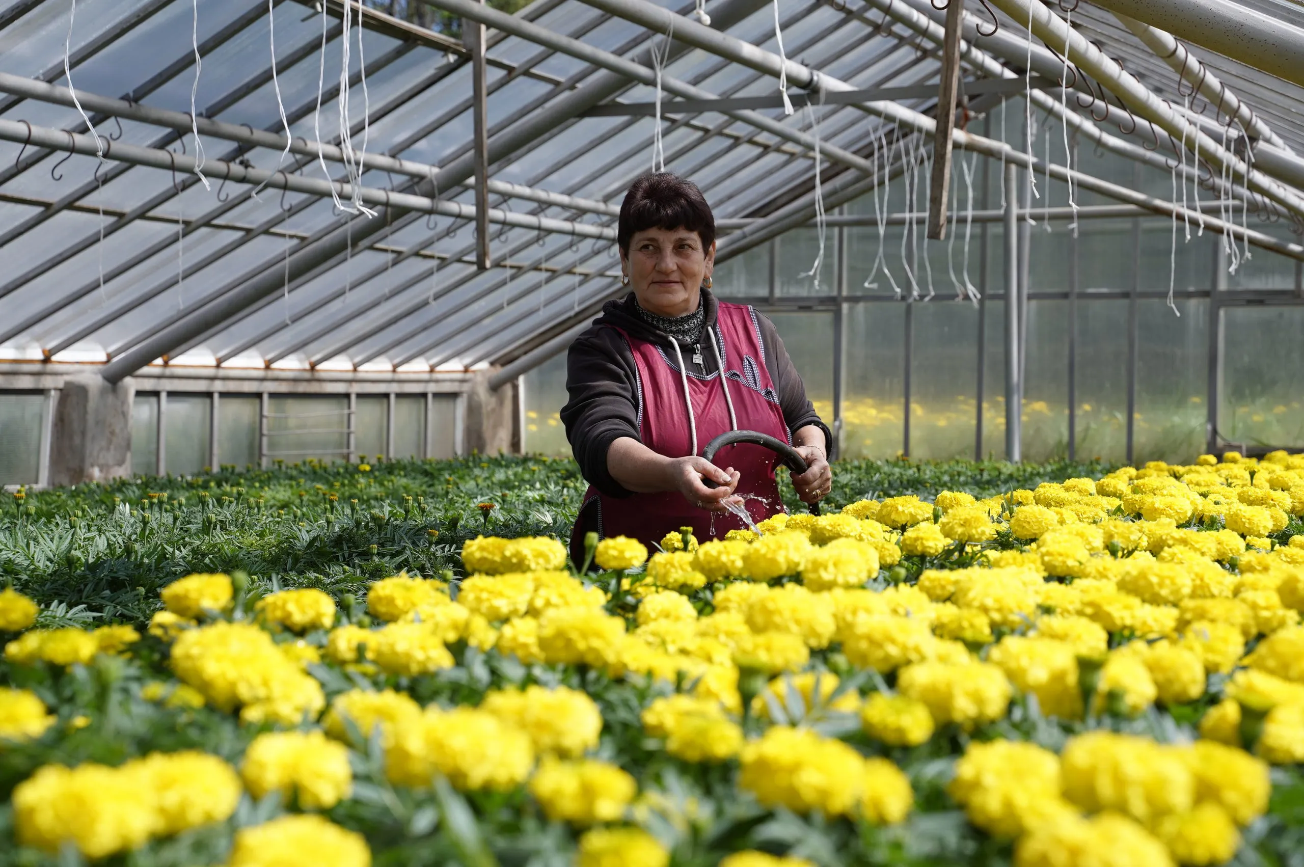 У Вінниці готують для висадки квіти, вирощені взимку в теплицях «Зеленбуду»  Про це повідомляє ВМР