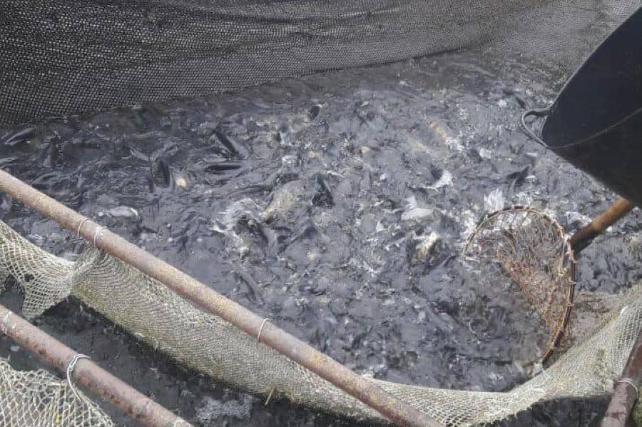 У Ладижинське водосховище випустили майже 2 тонни риби