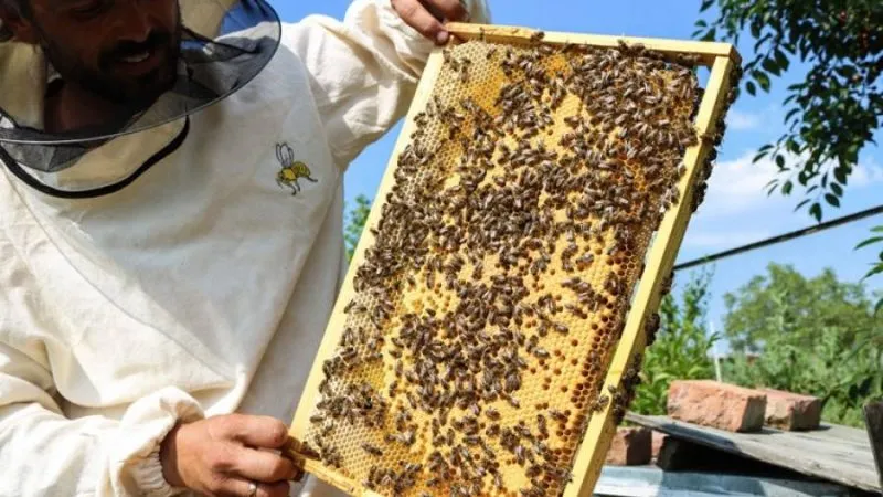 Вінниця продовжує допомагати бджолярам: у місті діє безповоротна фінансова підтримка бджолярів