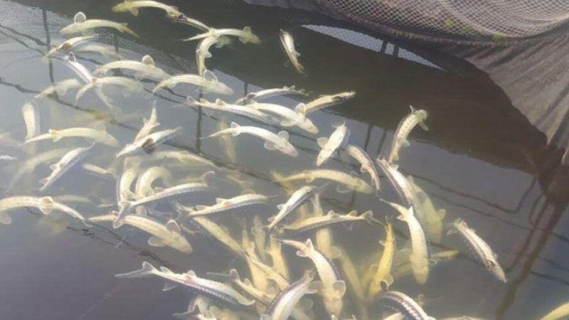 Загибель риби в Ладижині розслідуватиме робоча група Облради