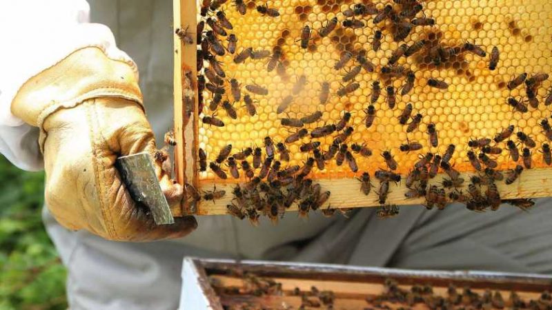 Фінансова підтримка пасічників ВМТГ призвела до зростання числа бджолосімей та обсягів виробництва меду