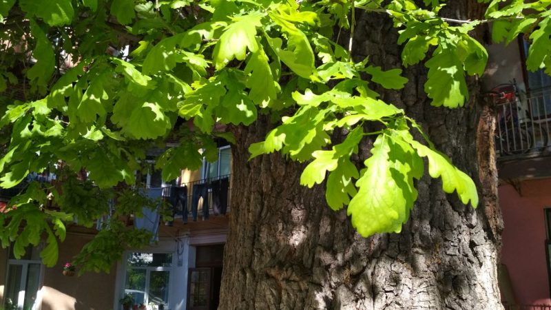 Вінничанам розкажуть як зберегти дерева у зелених зонах міста