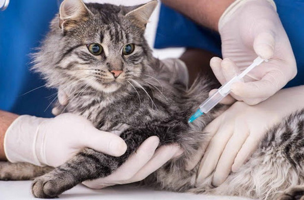 Профілактика сказу у Вінниці: де можна вакцинувати домашніх тварин безоплатно