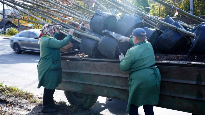 У громаді розпочалася осіння висадка дерев і кущів