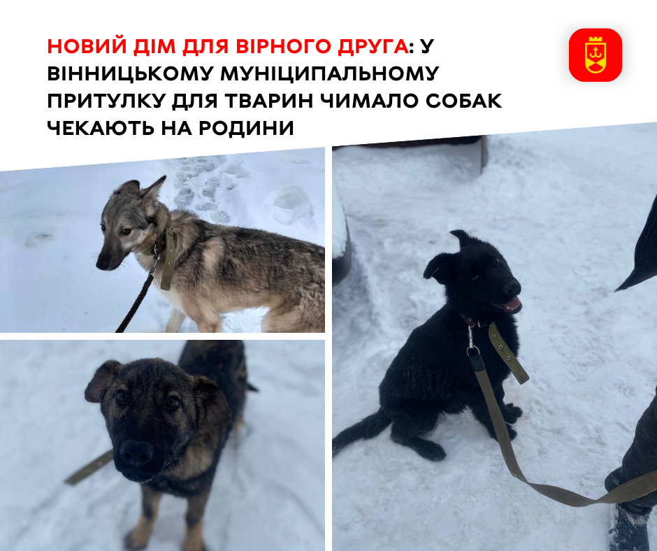 У Вінницькому муніципальному притулку на нові родини чекають десятки собак