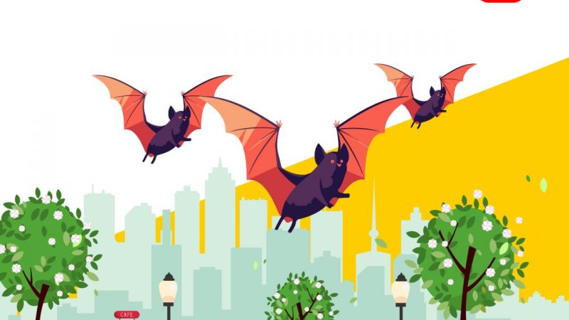 Після реабілітації на волю випустять понад сотню кажанів