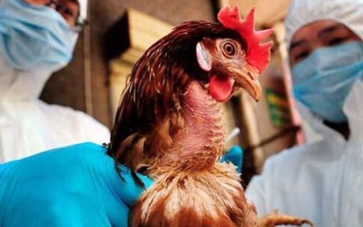 ЄС призупинив ввезення птиці з України через пташинний грип на Вінниччині