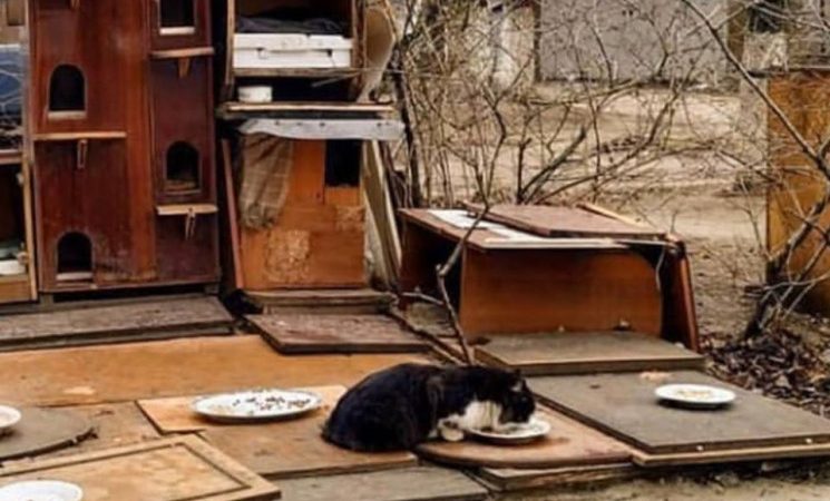 У Вінниці  старі шафи зі смітнику перетворили на житло для котів