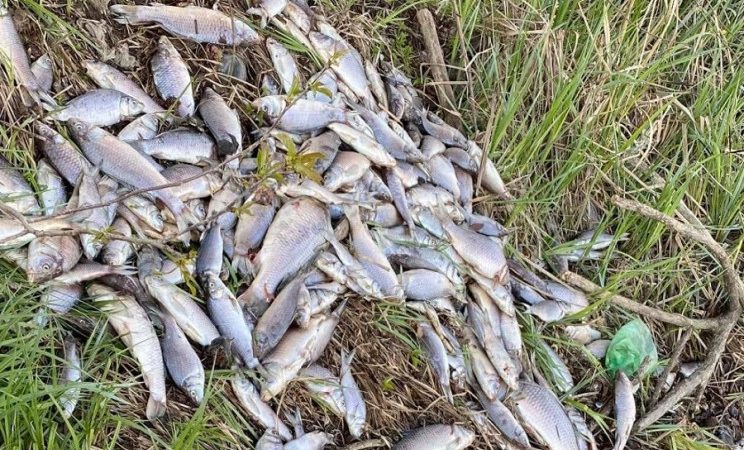 На Вінниччині зафіксували масову загибель риби