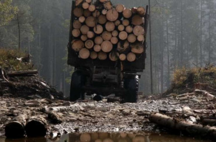На Вінниччині зафіксували незаконну вирубку дерев. Державі заподіяно шкоди на 100 тисяч гривень