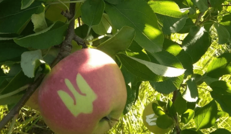 У Вінницькій області виростили яблука з Тризубом з нагоди Дня Незалежності