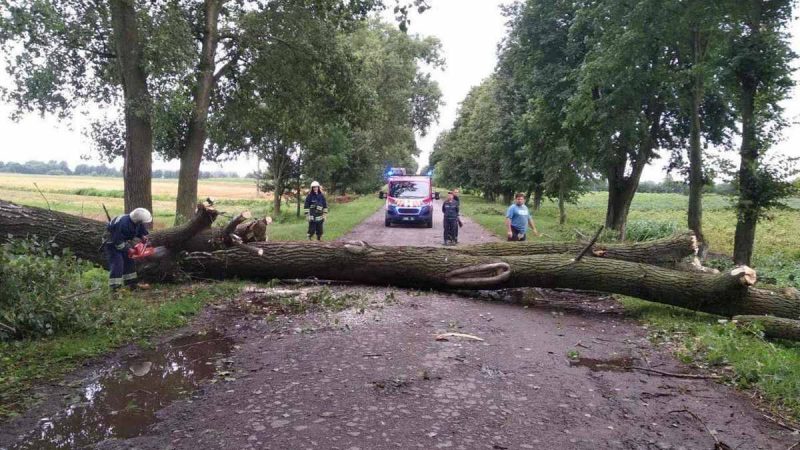 На Вінниччині негода повалила дерева та знеструмила 29 населених пунктів