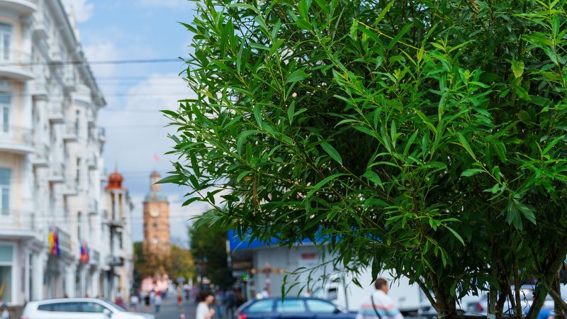 Сергій Моргунов: Близько тисячі п’ятсот дерев висадять у Вінниці цього року