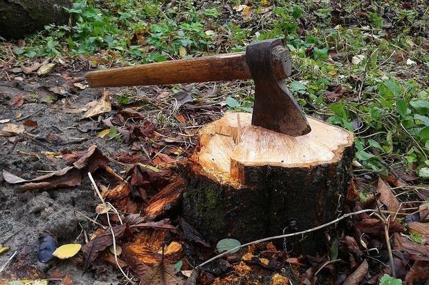 Російська влада планує вирубку та продаж українських лісів