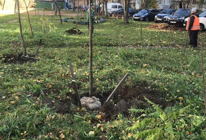 У Вінниці розпочали осінню висадку дерев на прибудинкових територіях ВМР