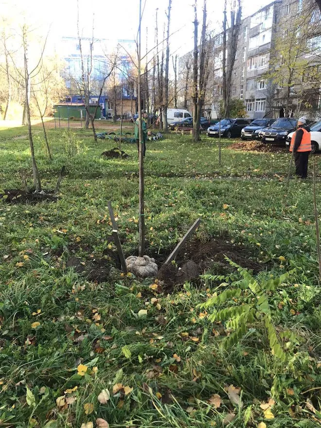 У Вінниці розпочали осінню висадку дерев на прибудинкових територіях ВМР