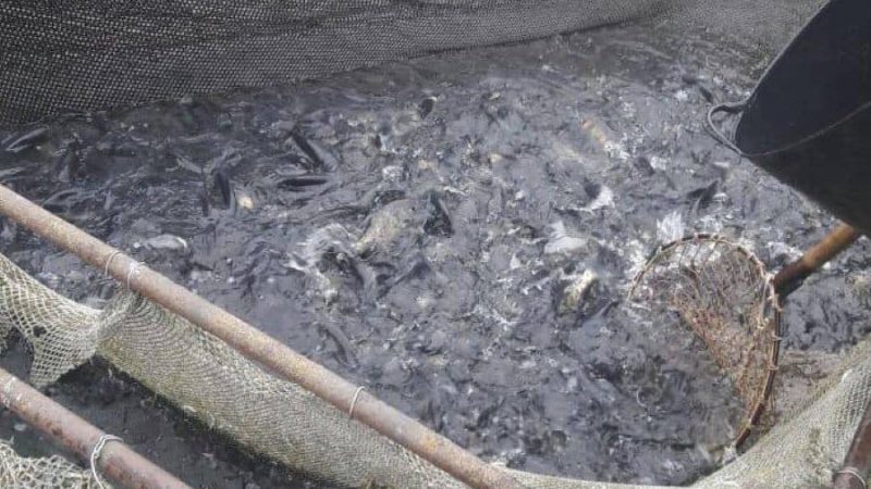 У Ладижинське водосховище випустили майже 2 тонни риби