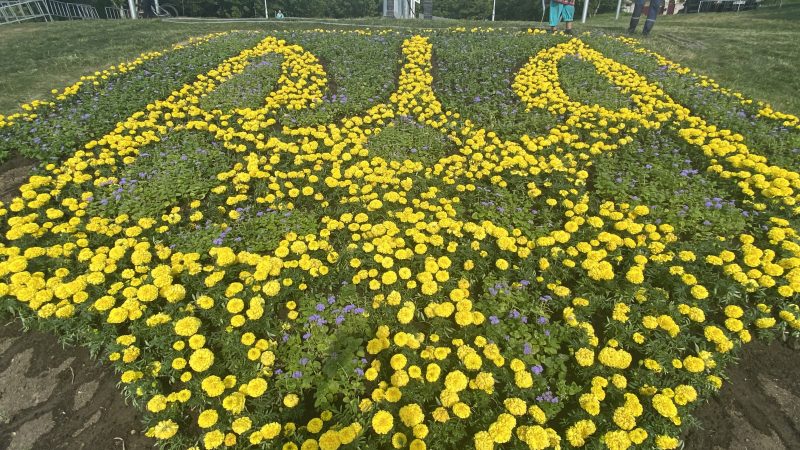 У вигляді Герба України у Вінниці знову на Замковій горі висадили квіткове панно