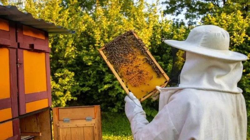 Вінниця продовжує допомагати бджолярам