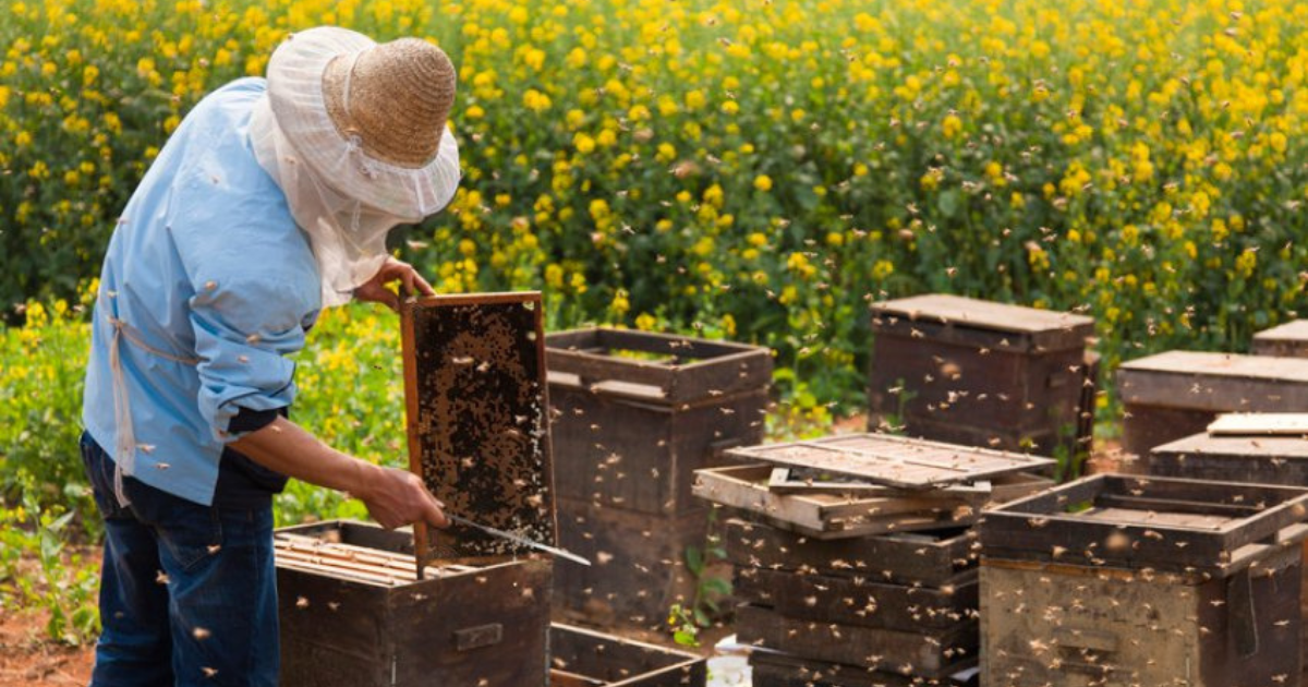 У Вінниці суттєво підвищать фінансову підтримку для бджолярів