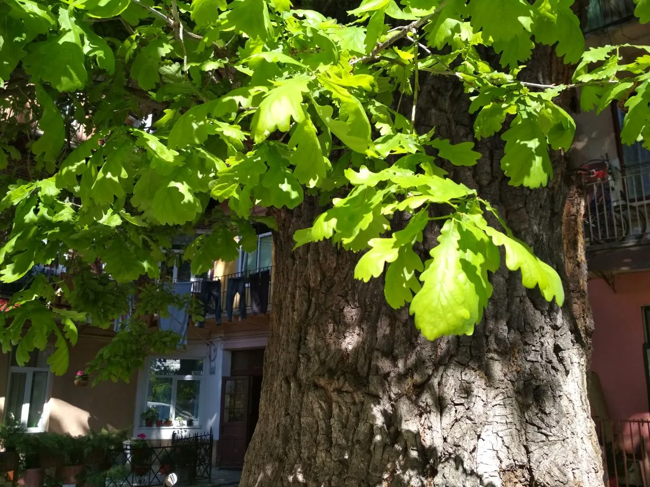 Вінничанам розкажуть як зберегти дерева у зелених зонах міста