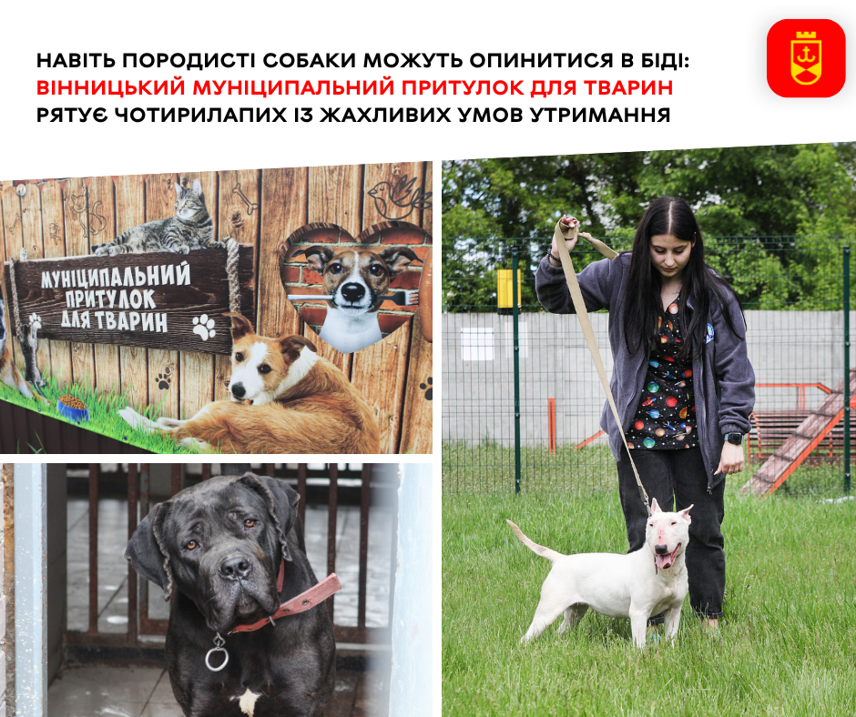 Вінницький муніципальний притулок для тварин рятує чотирилапих