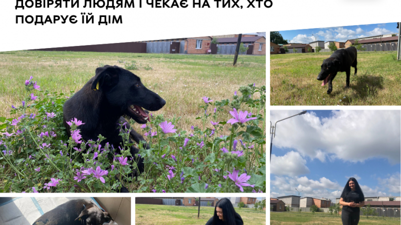 У вінницькому притулку собака Айша шукає дім і турботливого господаря