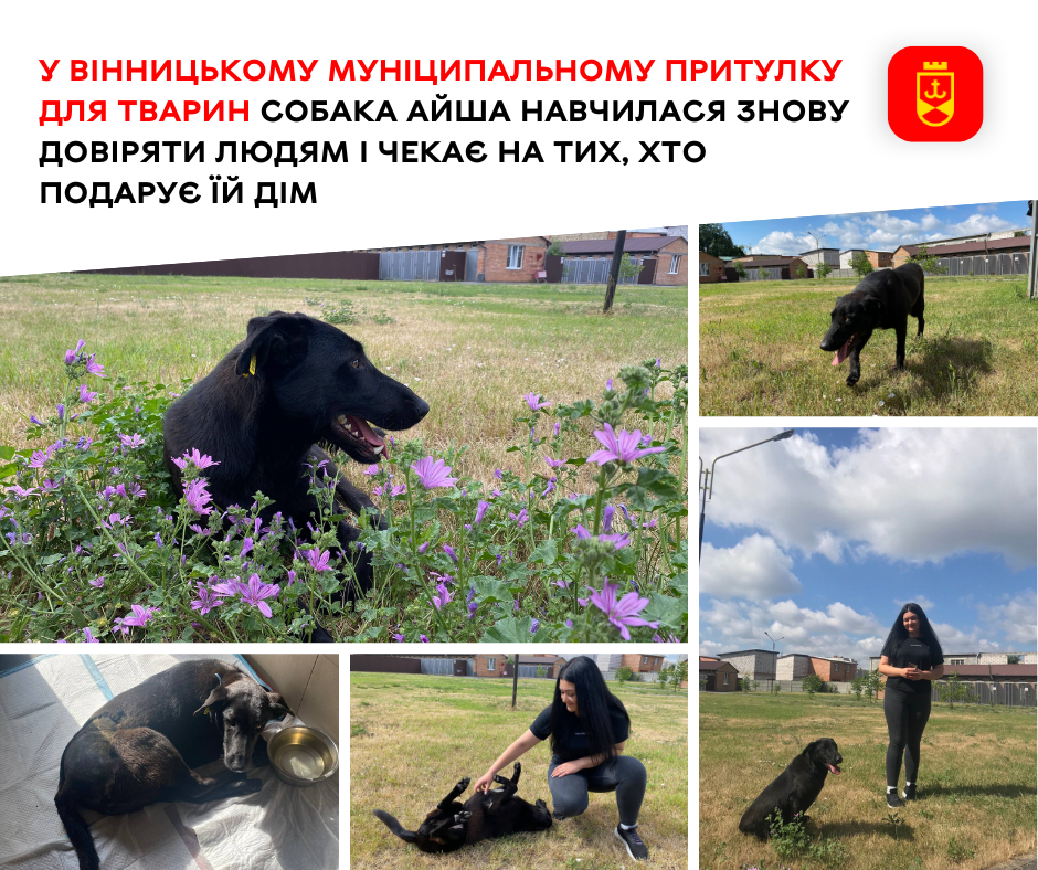 У вінницькому притулку собака Айша шукає дім і турботливого господаря