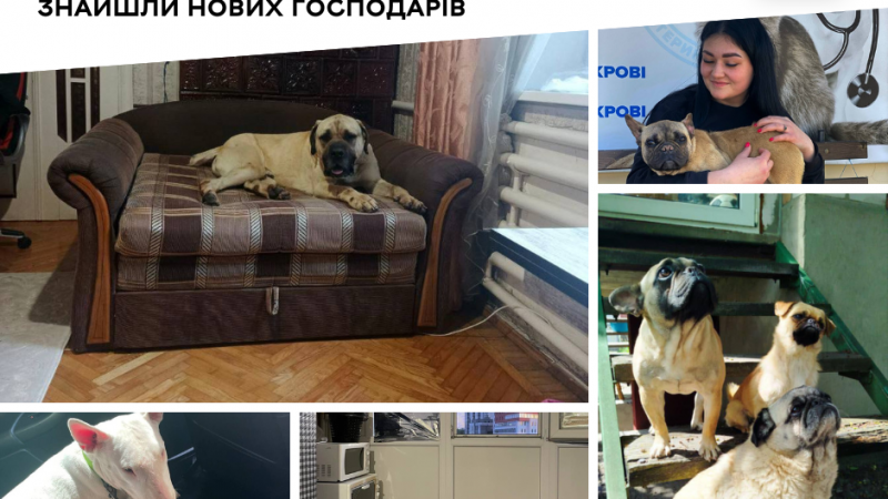 П’ятьох собак із муніципального притулку для тварин забрали у нові родини