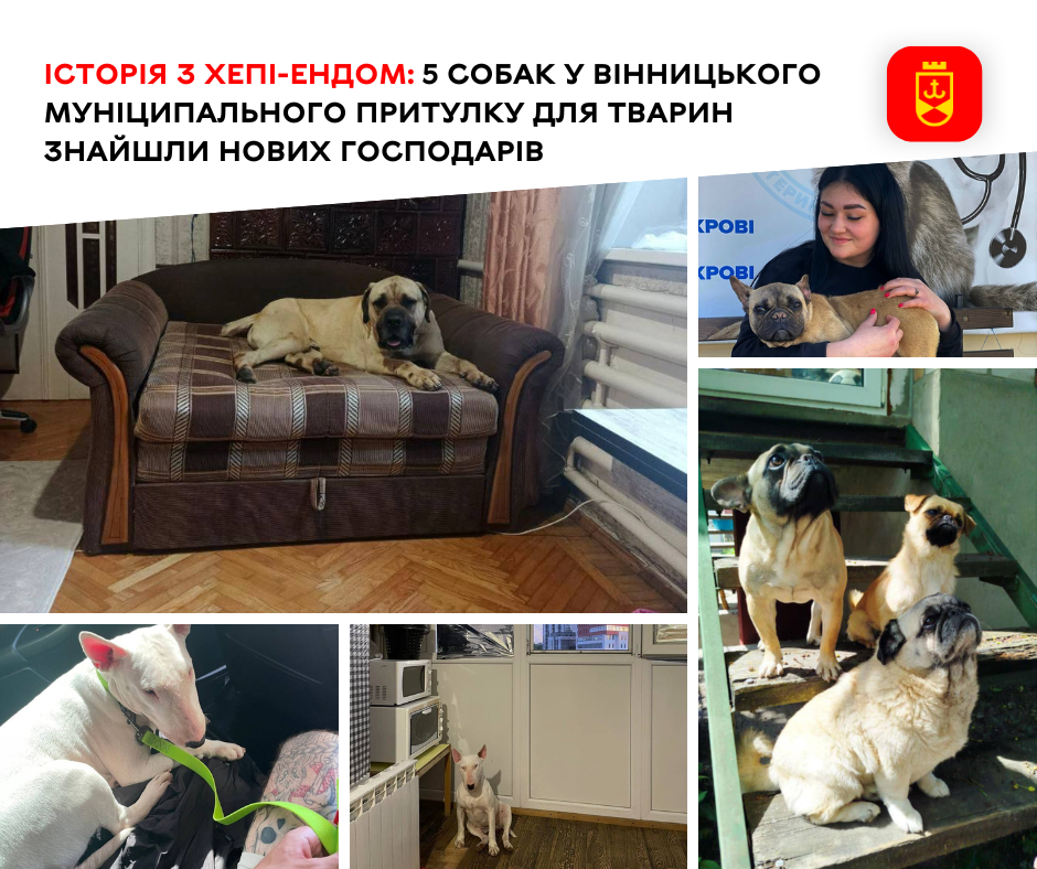 П’ятьох собак із муніципального притулку для тварин забрали у нові родини