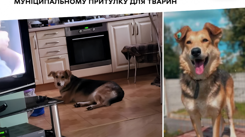 Ще одна собака отримала нову родину