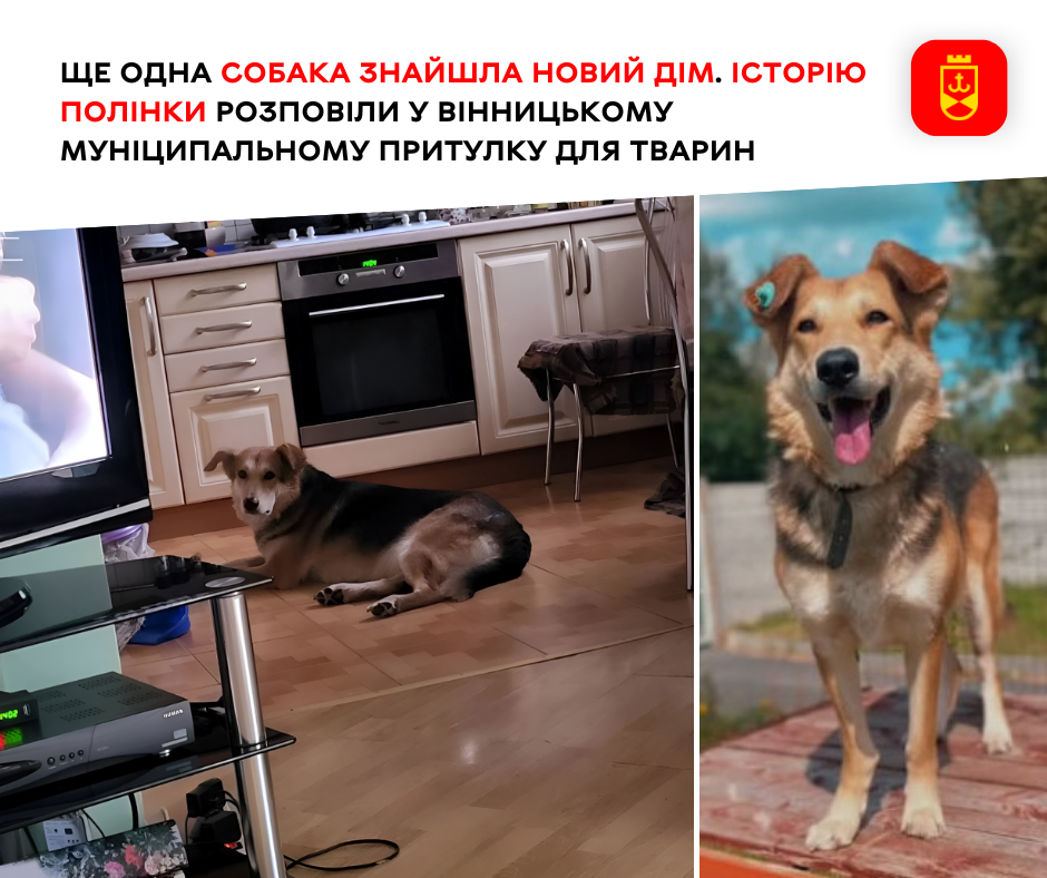 Ще одна собака отримала нову родину