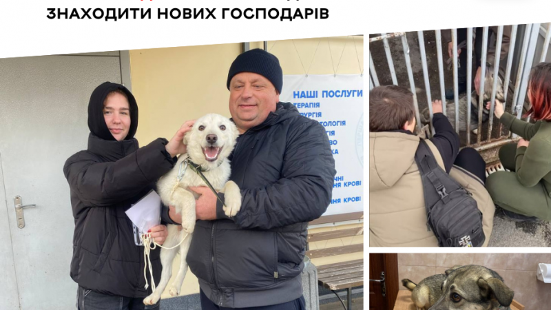 Собаки з муніципального притулку знаходять нові домівки